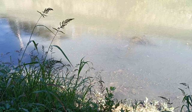 Bartın Irmağı’nda toplu balık ölümleri yaşandı