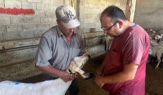 Başmakçı’da hayvan sağlığı çalışmaları devam ediyor