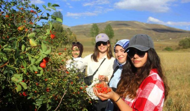 Bayburt’ta kuşburnu alımı başladı