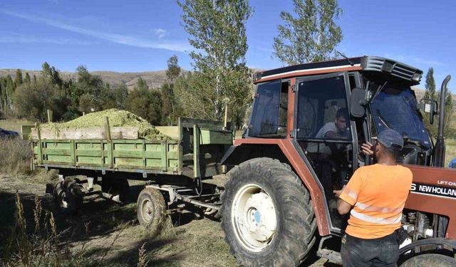 Bayburt’ta silajlık mısır hasadı başladı