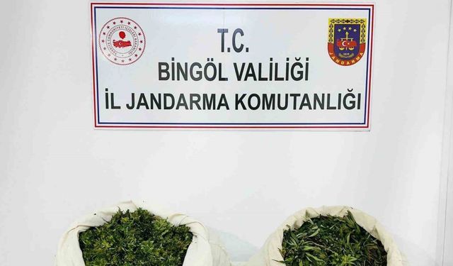 Bingöl’de 3 bin kök kenevir ve 21 kilo esrar ele geçirildi