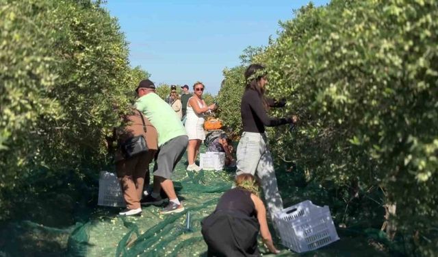 Bozcaada’da zeytin hasat yarışması renkli görüntülere sahne oldu