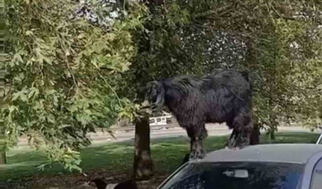 Bursa’da otomobil üzerine çıkan keçinin beslenme keyfi kamerada