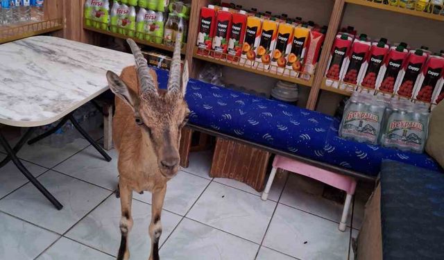 Çarşı merkezine kadar inen koruma altındaki yaban keçisi tekel bayisine girdi