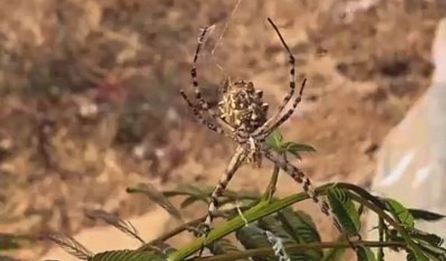 Elazığ’da dünyanın en zehirli örümceklerinden ’loblu örümcek’ görüldü