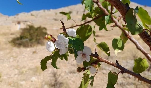 Elazığ’da kayısı ağaçları çiçek açtı