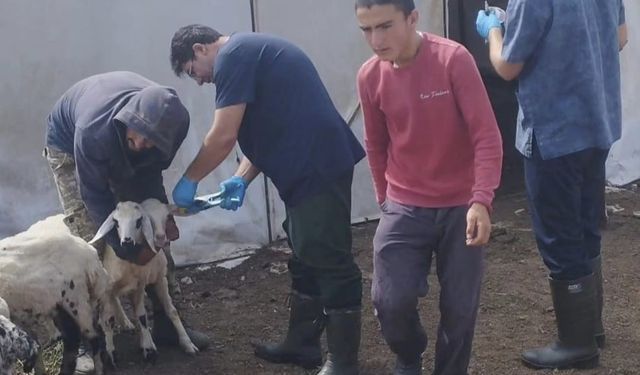 Elazığ’da küçükbaş hayvanlar salgın hastalıklara karşı aşılanıyor