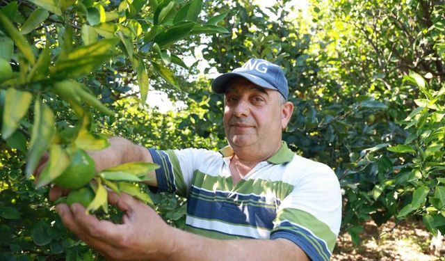 Erkenci mandalina hasadında çalışacak işçi bulamayan bahçe sahibi, 10 dönümlük bahçesinde hasada tek başına başladı