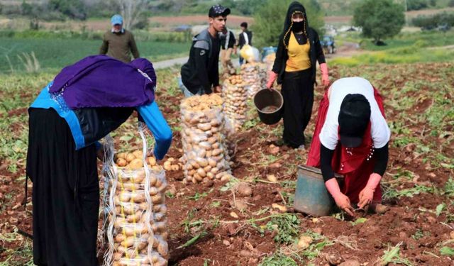 Erzincan’da patates hasadı başladı