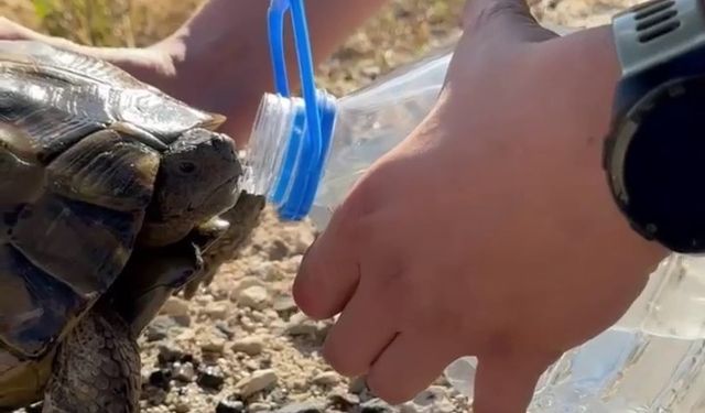 Erzurum’da bitkin düşen kaplumbağanın imdadına polis yetişti