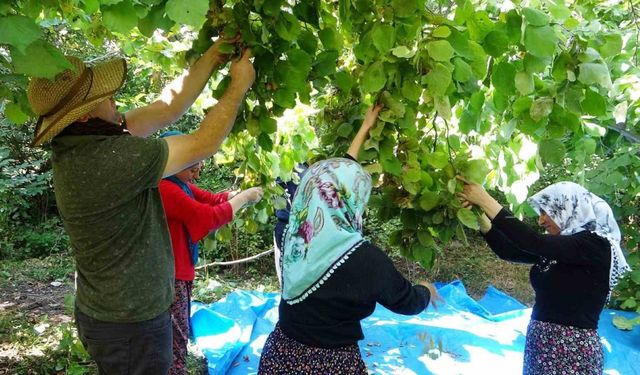 Gevaş’ta ‘olmaz’ denilen fındığın hasadına başlandı