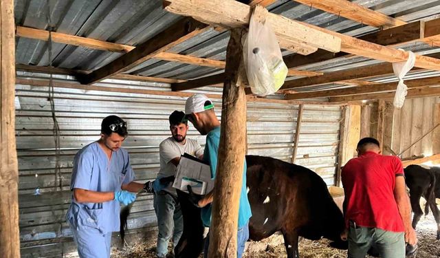 Gökçeada’da Şap Hastalığı Arilik Çalışması Başladı