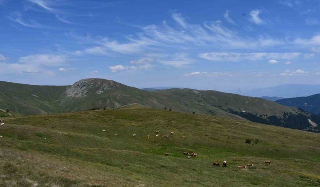 Hayvancılıkla uğraşan vatandaşların geçim kaynağı yaylalar, güzelliği ile mest ediyor