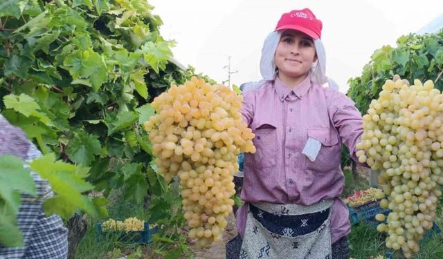 İki salkım üzüm bir kasayı dolduruyor