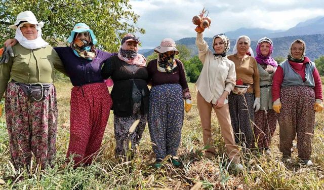 İşçi kadınlar önce hasat ettiler sonra halay çektiler