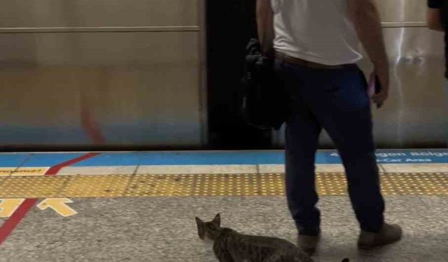 İstanbul metrosunda sevimli kedinin yolculuğu kamerada