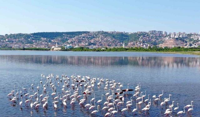 İzmit Körfezi’ndeki flamingo sayısında artış gözlendi