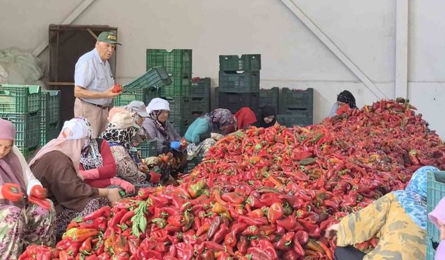 Kadınların ürettiği salçalar 25 yıldır Hollanda’ya ihraç ediliyor