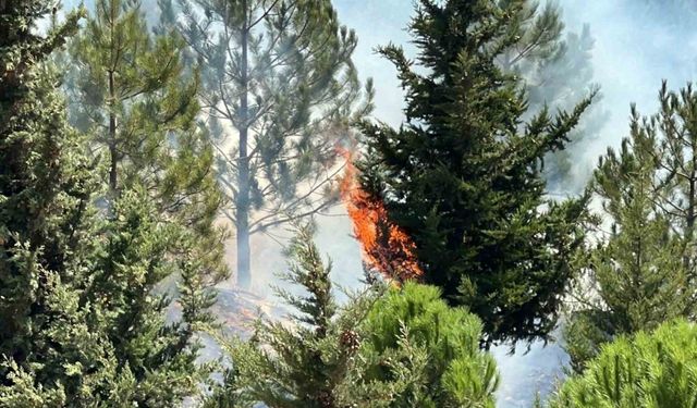 Kahramanmaraş’ta Şehitler Koruluğu’nda çıkan yangın söndürüldü