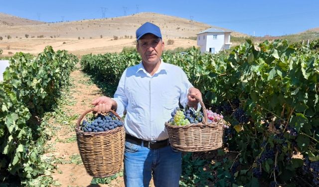 Kahramanmaraş’ta televizyonda gördü yetiştirmeye başladı, şimdi 4 ton hasat ediyor