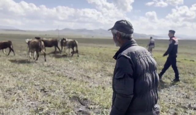 Kars’ta kayıp hayvanları jandarma buldu