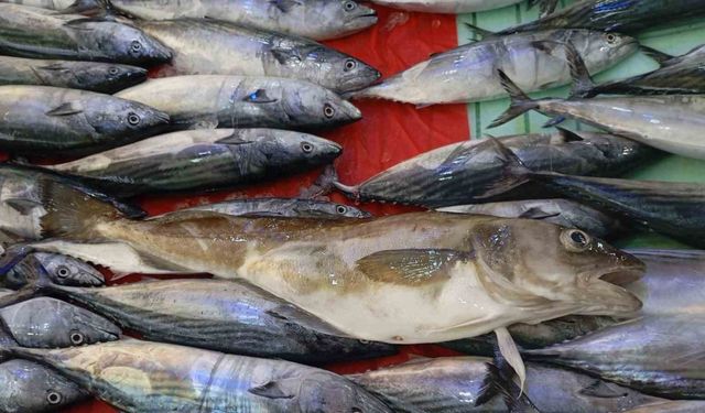 Ordu’da balıkçıların ağına 1 kilogramlık mezgit balığı takıldı