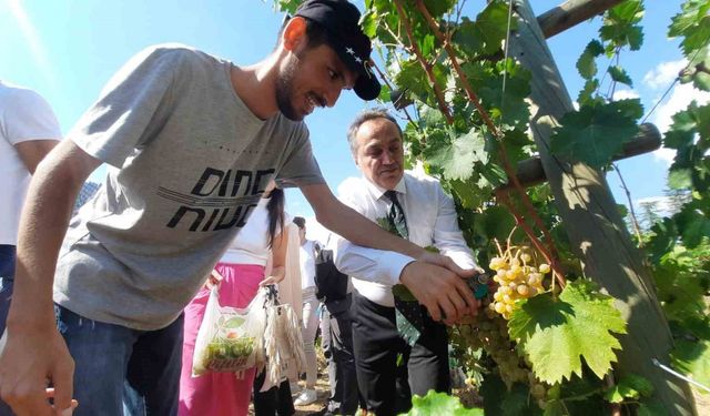 Özel bireyler bağ bozumuyla üzüm topladı