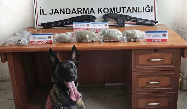 Samsun’da jandarma 3 kilo bonzai ele geçirdi