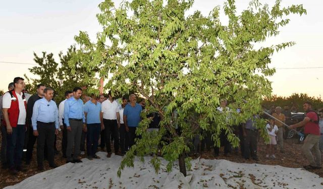 Şanlıurfa’da badem hasadı çiftçiyi memnun etti