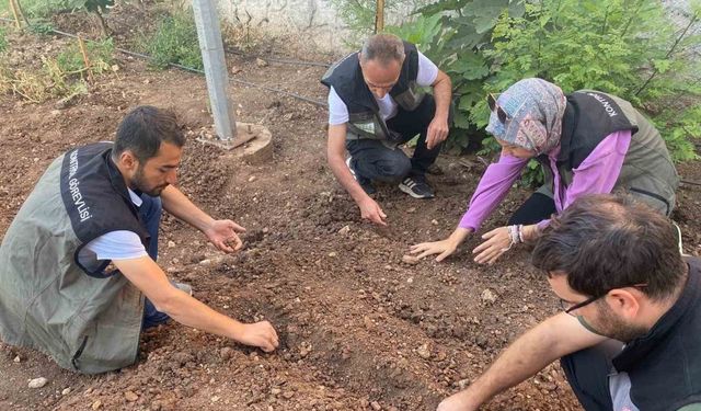 Siirt’te salep üretimi için deneme alanı kuruldu