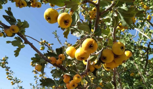 Sonbaharın aromatik meyvesi ‘alıç’ tezgahtaki yerini aldı