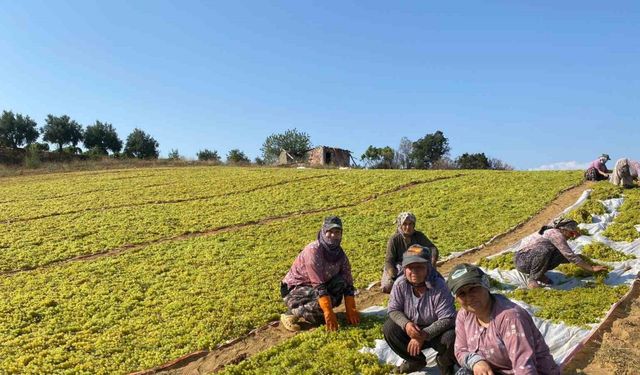 Sumalık üzümde fiyat düştü üreticiler kurutmaya yöneldi