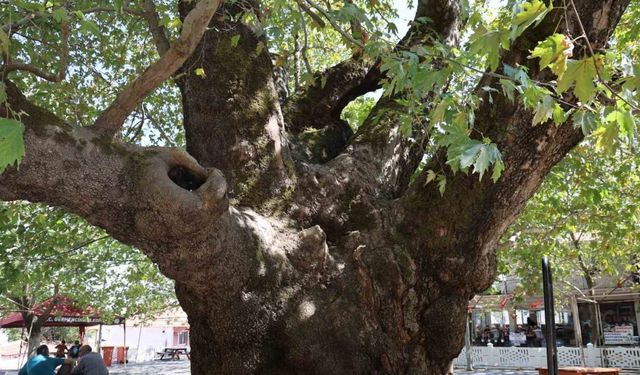 Tarihin 800 yıllık sessiz tanığı kökleriyle toprağa, dallarıyla gökyüzüne uzanıyor