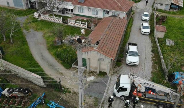 Termal kameralı dronlar aracılığıyla leylek yuvalarında bakım başlatıldı