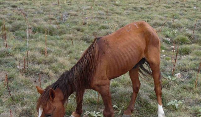 Tırnağı uzadığı için yürümekte zorluk çeken yılkı atını dağda tedavi ettiler