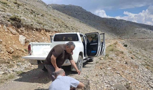 Yaralı bulunan kızıl şahin tedavi edilerek doğaya salındı