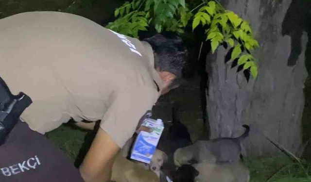 Yavru köpeklerin karnını doyuran bekçiler yürekleri ısıttı