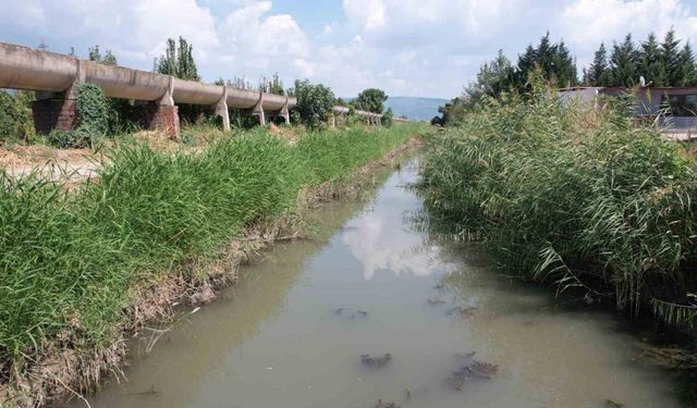 Zehir akan derede toplu balık ölümü yaşanıyor