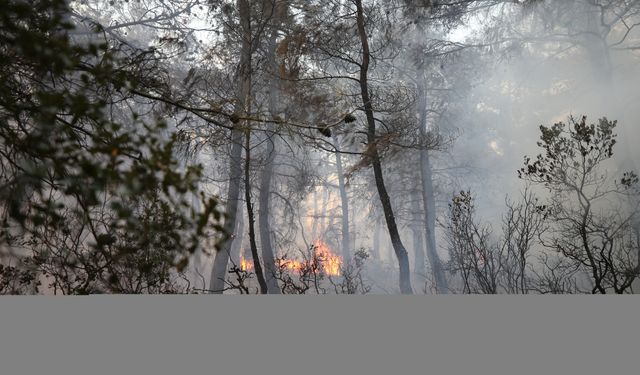 Çanakkale'de çıkan orman yangını kontrol altına alındı