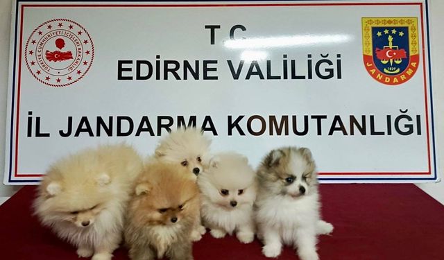 Edirne'de yurt dışından getirilen 5 cins köpek ele geçirildi