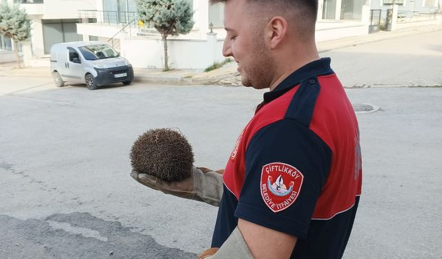 Yalova'da tel örgüye sıkışan kirpi ile suya düşen kediyi itfaiye ekipleri kurtardı