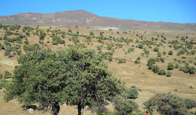 110 bin Ahlat ağacı turizme kazandırılmayı bekliyor