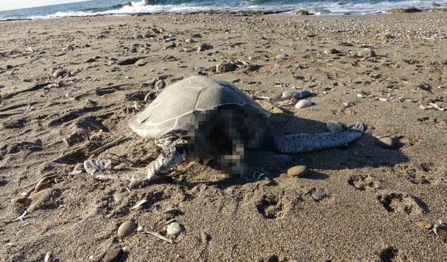 Alanya’da son bir haftada iki caretta caretta ölü bulundu