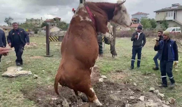 Amasya’da çukura düşen inek vinç yardımıyla kurtarıldı