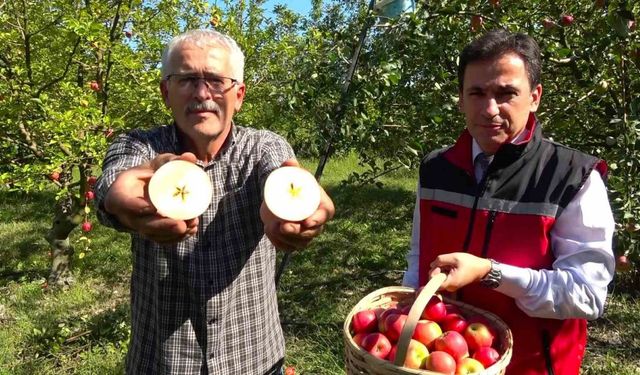 Amasyalılar yıldızlı elmayı 2 bin yıldır yetiştiriyor