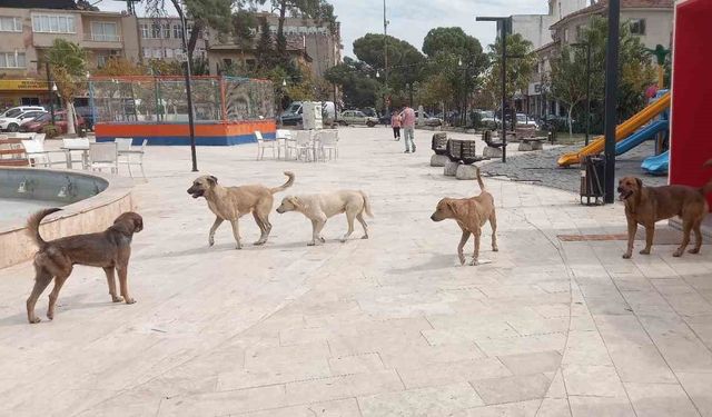 Aydın’da ‘sokak köpekleri sorunu’ büyüyor