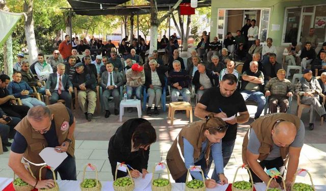 Belen’in tescilli zeytinleri yarıştı