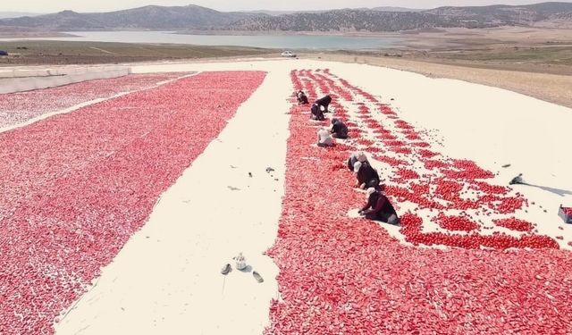 Bozkırda kurutulan domatesler işlendikten sonra yurt dışına gönderiliyor