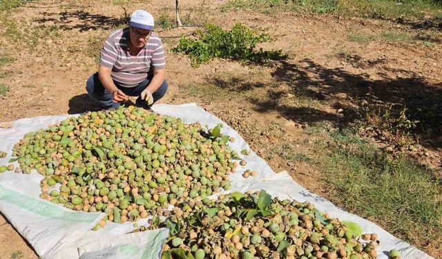 Çameli’de 2024 sezonu ceviz hasadı başladı