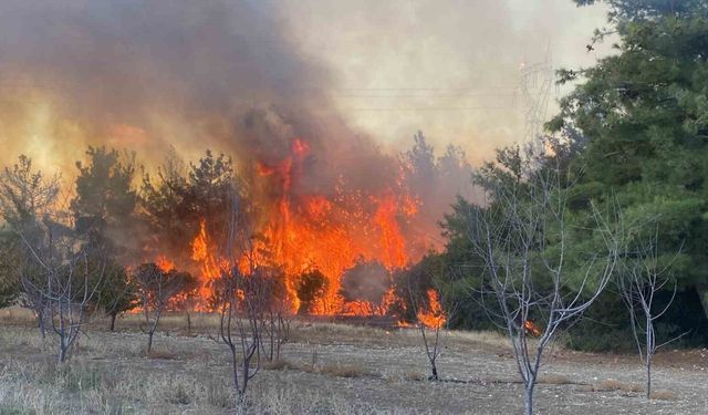 Çanakkale’deki orman yangınında 2 kişi gözaltına alındı